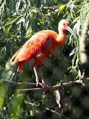 Red Ibis, Eudocimus ruber, stands in the branches of a tree and observes the surroundings