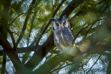 Southern White-faced Owl hiding in tree in day time in Kgalagadi transfrontier park, South Africa; specie Ptilopsis granti family of Strigidae