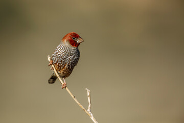 Red headed Finch male standing on a branch in Kgalagadi transfrontier park, South Africa in Kgalagadi transfrontier park, South Africa; specie Amadina erythrocephala family of Estrildidae