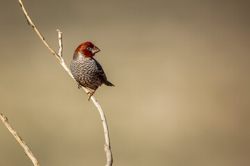 Red headed Finch male standing on a branch in Kgalagadi transfrontier park, South Africa in Kgalagadi transfrontier park, South Africa; specie Amadina erythrocephala family of Estrildidae