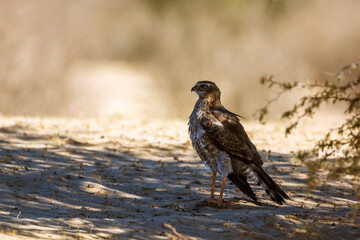 Pale Chanting-Goshawk immature grooming under shadow in Kgalagadi transfrontier park, South Africa; specie Melierax canorus family of Accipitridae
