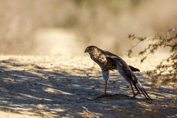 Pale Chanting-Goshawk immature spreading wings in Kgalagadi transfrontier park, South Africa; specie Melierax canorus family of Accipitridae