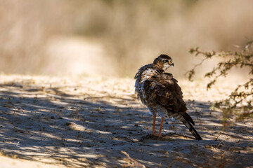 Pale Chanting-Goshawk immature grooming under shadow in Kgalagadi transfrontier park, South Africa; specie Melierax canorus family of Accipitridae
