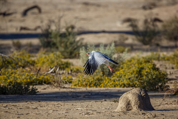 Pale Chanting-Goshawk taking off from termite mound in Kgalagadi transfrontier park, South Africa; specie Melierax canorus family of Accipitridae