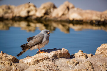 Pale Chanting-Goshawk standing at waterhole in Kgalagadi transfrontier park, South Africa; specie Melierax canorus family of Accipitridae