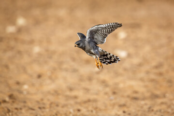 Pale Chanting-Goshawk in flight over dry land in Kgalagadi transfrontier park, South Africa; specie Melierax canorus family of Accipitridae
