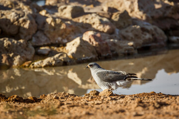 Pale Chanting-Goshawk standing at waterhole in Kgalagadi transfrontier park, South Africa; specie Melierax canorus family of Accipitridae