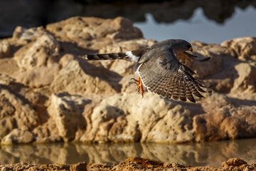 Pale Chanting-Goshawk flying over waterhole in Kgalagadi transfrontier park, South Africa; specie Melierax canorus family of Accipitridae