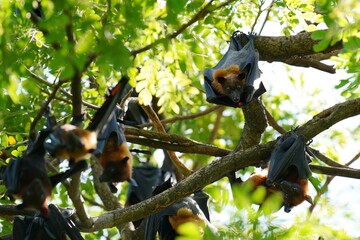 Fototapeta premium hen bat Hanging on the island of a tree, Pho Temple, Bang Khla Subdistrict, Chachoengsao Province, Thailand, taken on 19 June 2022.