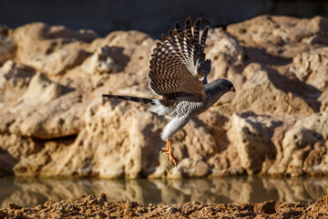 Pale Chanting-Goshawk flying over waterhole in Kgalagadi transfrontier park, South Africa; specie Melierax canorus family of Accipitridae