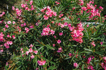 Fototapeta na wymiar Delicate flowers of pink oleander, Nerium oleander, bloomed in summer. Shrub, small tree, garden plant. Natural beautiful background.