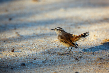 Kalahari Scrub Robin tail up on the sand in Kgalagadi transfrontier park, South Africa; specie Cercotrichas paena family of Musicapidae