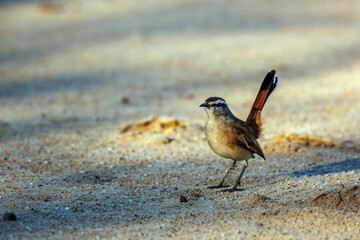 Kalahari Scrub Robin tail up on the sand in Kgalagadi transfrontier park, South Africa; specie Cercotrichas paena family of Musicapidae