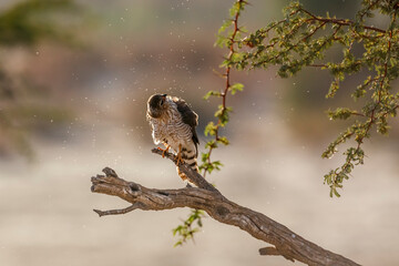 Gabar Goshawk shaking and grooming on branch in Kgalagadi transfrontier park, South Africa; specie  Micronisus gabar family of Accipitridae