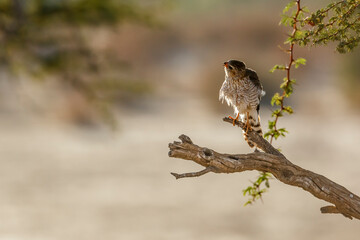 Gabar Goshawk shaking and grooming on branch in Kgalagadi transfrontier park, South Africa; specie  Micronisus gabar family of Accipitridae