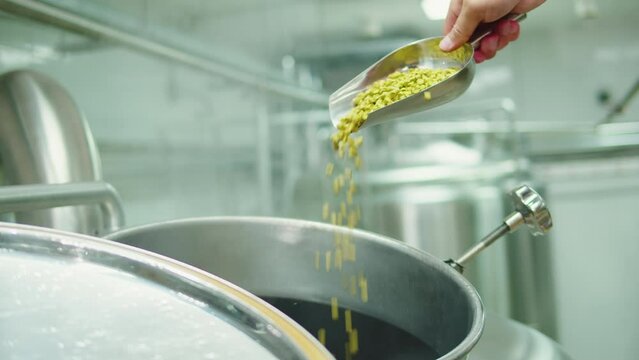 Craft beer production factory, brewery manufacture. Putting barley malt grains close-up. Brewing, cooking alcohol in metal vats bottles.