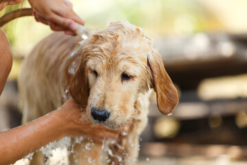 Bathing for Puppy Golden retriever.