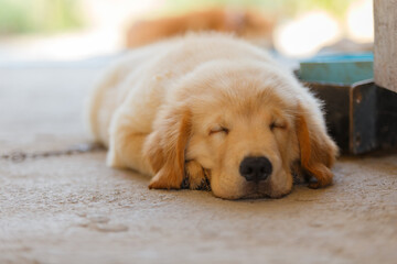 The Puppy Golden retriever is sleeping after play.