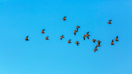 Flock of Burchell's Sandgrouses in flight isolated in blue sky in Kgalagadi transfrontier park, South Africa; specie Pterocles burchelli family of Pteroclidae