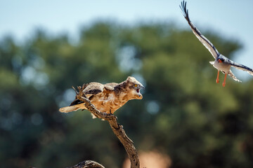 Black-chested Snake-Eagle chased by Pale Chanting-Goshawk in Kgalagadi transfrontier park, South Africa ; Specie Circaetus pectoralis family of Accipitridae