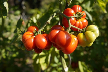 
Ripe Heirloom tomatoes (also called heritage tomato in the UK)  (Solanum lycopersicum) Solanaceae family.
