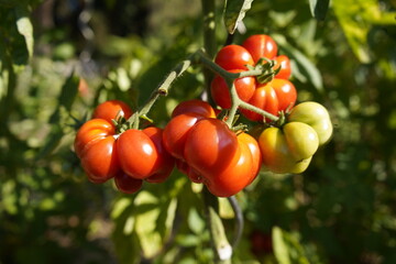
Ripe Heirloom tomatoes (also called heritage tomato in the UK)  (Solanum lycopersicum) Solanaceae family.
