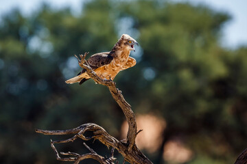 Black-chested Snake-Eagle beak open shouting in Kgalagadi transfrontier park, South Africa ; Specie Circaetus pectoralis family of Accipitridae