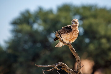 Fototapeta premium Black-chested Snake-Eagle juvenile standing on a branch in Kgalagadi transfrontier park, South Africa ; Specie Circaetus pectoralis family of Accipitridae