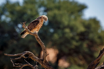 Black-chested Snake-Eagle standing on a branch in Kgalagadi transfrontier park, South Africa ; Specie Circaetus pectoralis family of Accipitridae