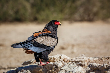 Bateleur Eagle standing on rocks in Kgalagadi transfrontier park, South Africa ; Specie Terathopius ecaudatus family of Accipitridae