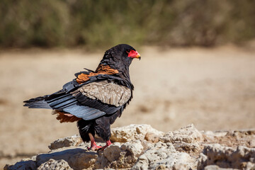 Bateleur Eagle standing on rocks in Kgalagadi transfrontier park, South Africa ; Specie Terathopius ecaudatus family of Accipitridae