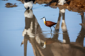 African jacana wading in waterhole with oryx reflection in Kgalagadi transfrontier park, South...