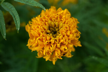 merigold flower or tagetes merigolds or ganda. orange flower in garden. Merigold gold flower on green leaves background.

