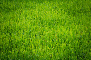 Green fields in the morning with dew, texture background grass concept