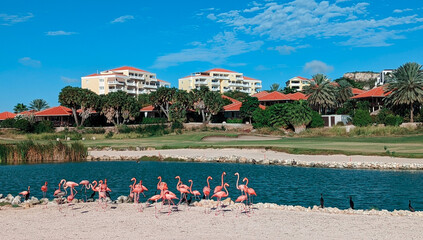 Group of flamingos staying at the lake  in Curacao