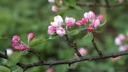 A lot of white-pink flowers of an apple tree close-up against a blue sky and green leaves. Leningrad region, Russia.