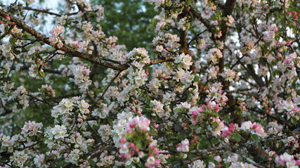 A lot of white and pink flowers of an apple tree close-up against the background of a sunset and green leaves. Leningrad region, Russia.