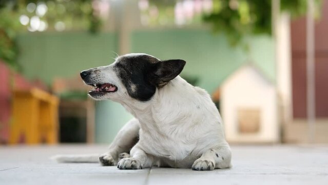 Adorable black and white mongrel dog eats kibble food from woman's hand.