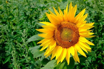 Sonnenblumen mit Biene vor einem unscharfem grünem Hintergrund 