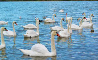 Beautiful white swans in a blue lake