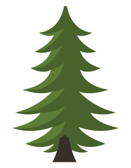 coniferus pine tree plant