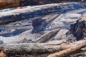 As environmental problem a result of the development of land for construction, the forest is...