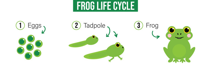 Vector cartoon style illustration, card with frog life cycle, evolution. Eggs, tadpole, adult frog.
- 522280384