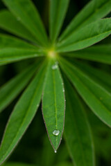 Dew drop detail on a lupine flower