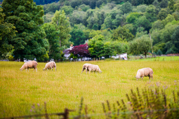 Sheep grazing the fields in the Scottish highlands