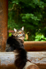 Large beautiful Maine Coon cat on the log and looking at the camera