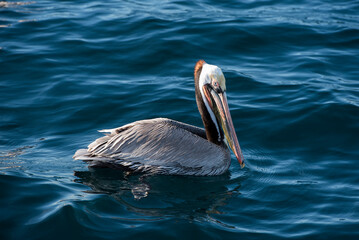 pelican