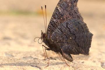 Obraz premium Butterfly in the rays of the sun.