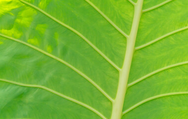Single green caladium leaf with stripes used for natural background