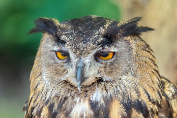 Close up of an Owl Looking Around . High quality photography.
